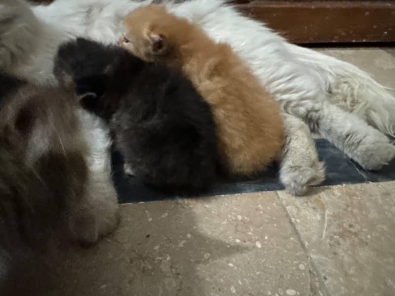 kittens 6