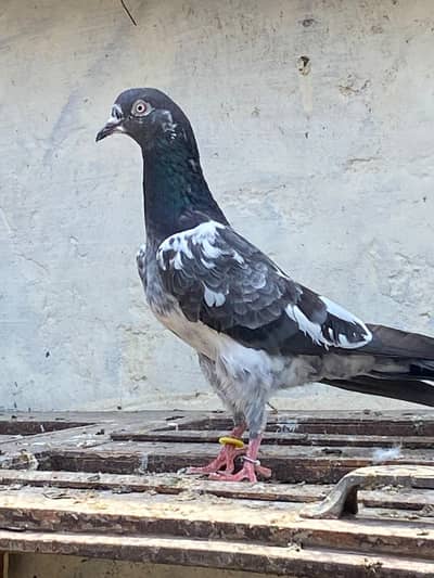 10 bachy for sale