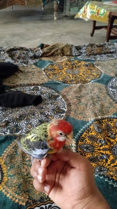 rosella parrot for sale