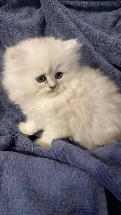 Persian kittens — photo 2
