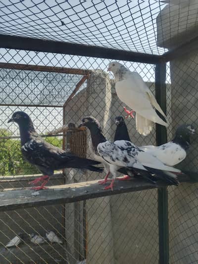 Teedy golden sialkoti pigeon for sale
