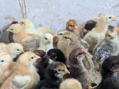 Golden misri chicks