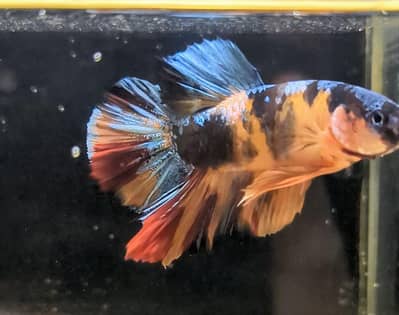 Neon Betta Fish