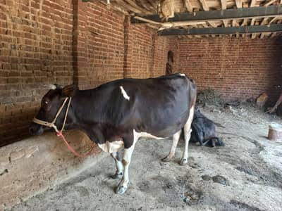 Pregnant Cow For Sale