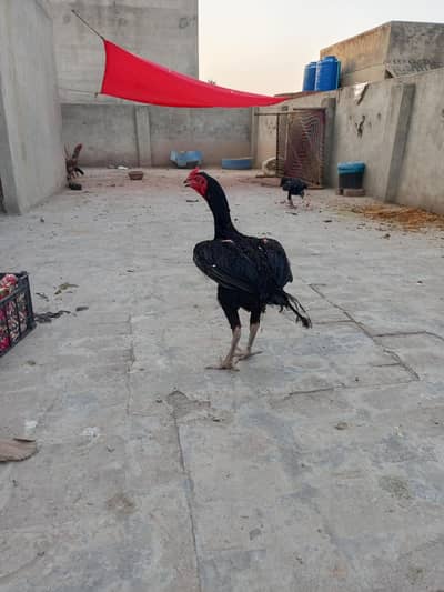 aseel bird