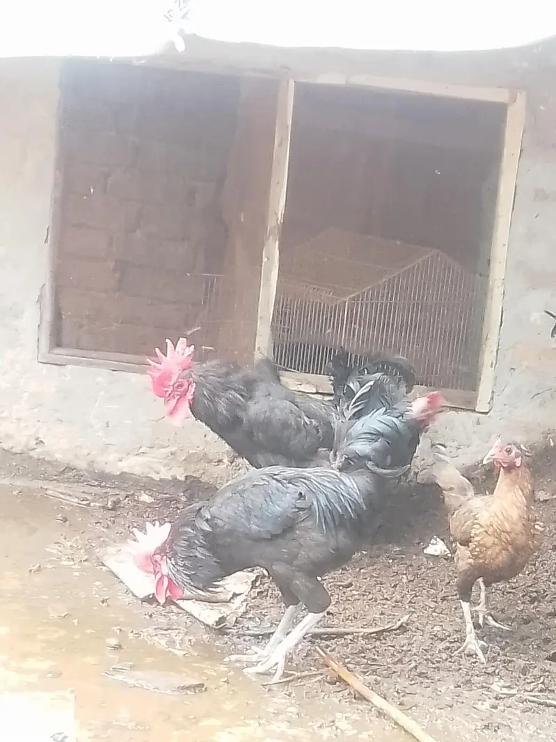 desi chicken