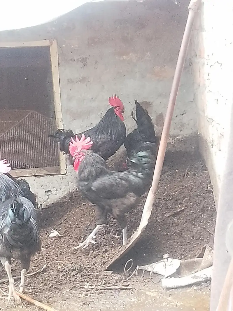 desi chicken — photo 2