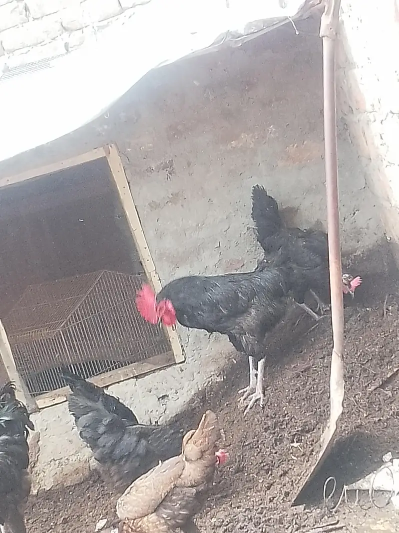 desi chicken — photo 3
