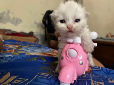 cute white kitan