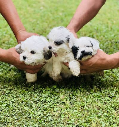 Shih Tzu | Shihtzu | Shitzu Pups | Puppies | Dog | puppy For sale