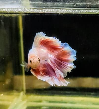 Fancy Betta