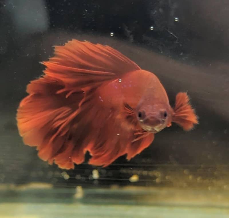 Fancy Betta 1