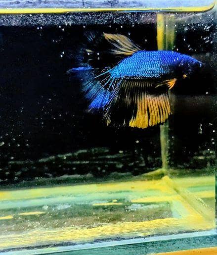 Fancy Betta 2