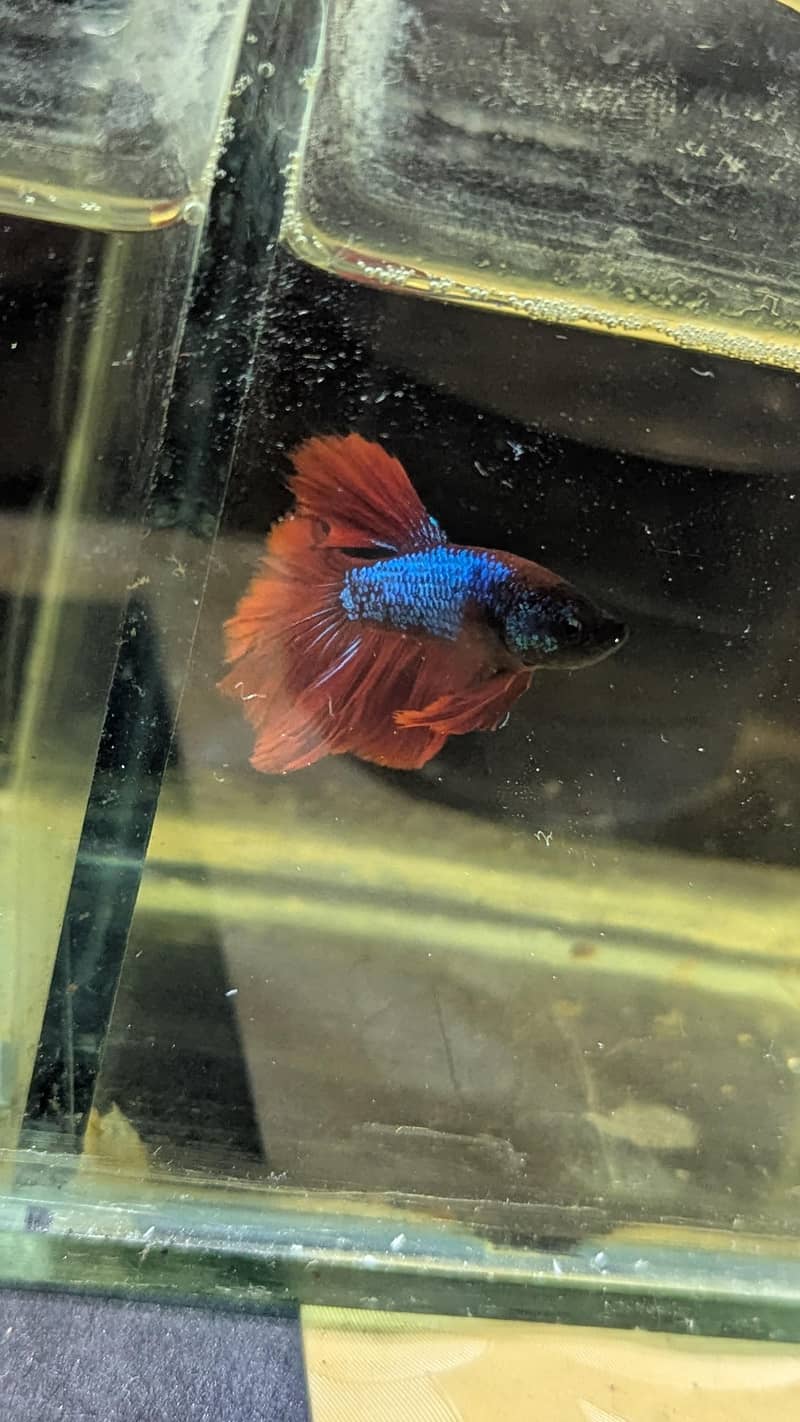Fancy Betta 3