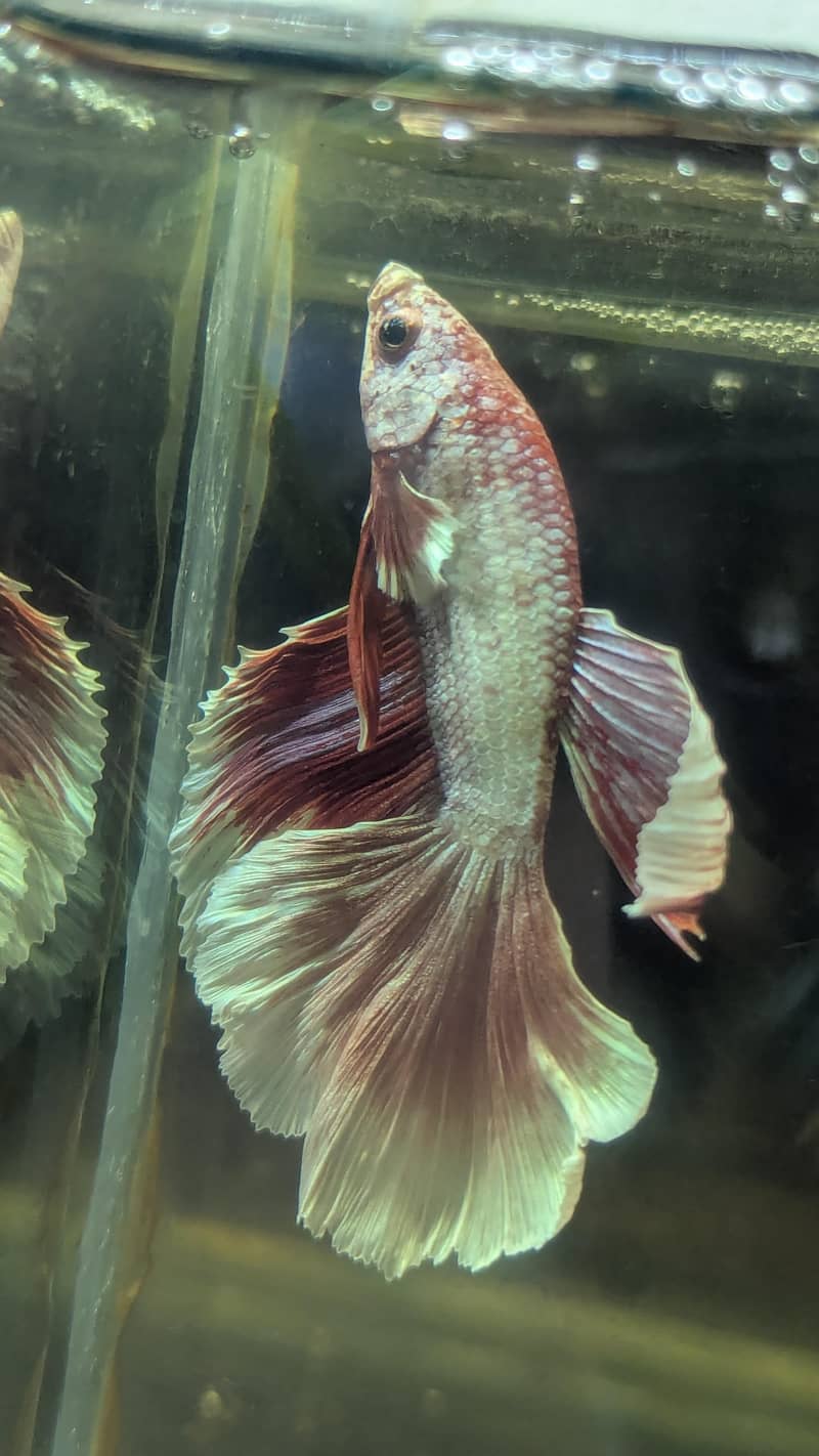 Fancy Betta 4