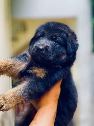 German shephard long coat king size puppy for sale top of the line