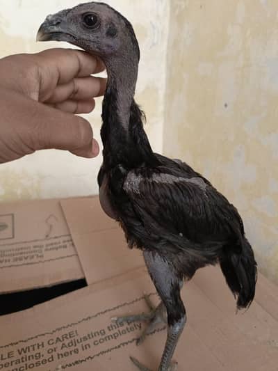 black dragon aseel pathi