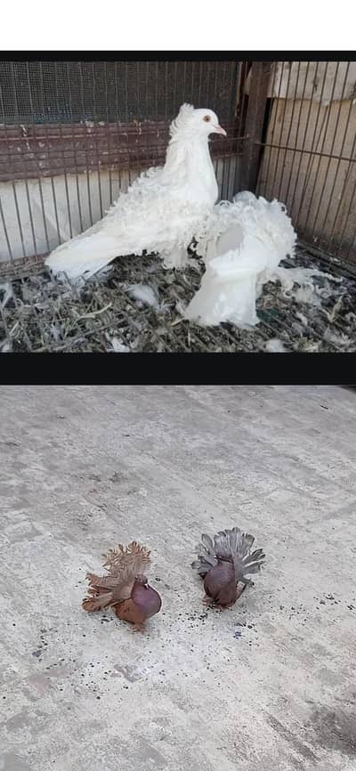 american faintail. white frill back, fancy pigeons available