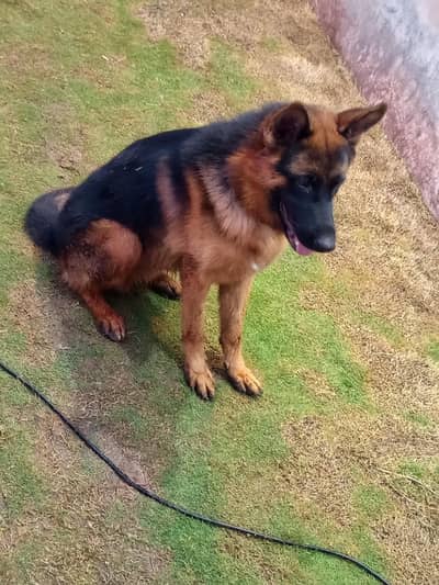 German shepherd Dog for sale