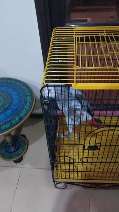 African Grey Parrot [Trained]