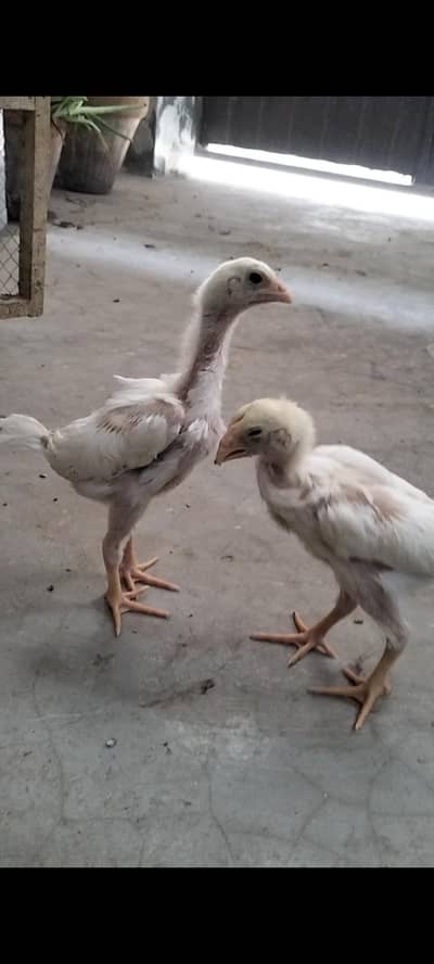 White| Shamo| Chicks| For Sale