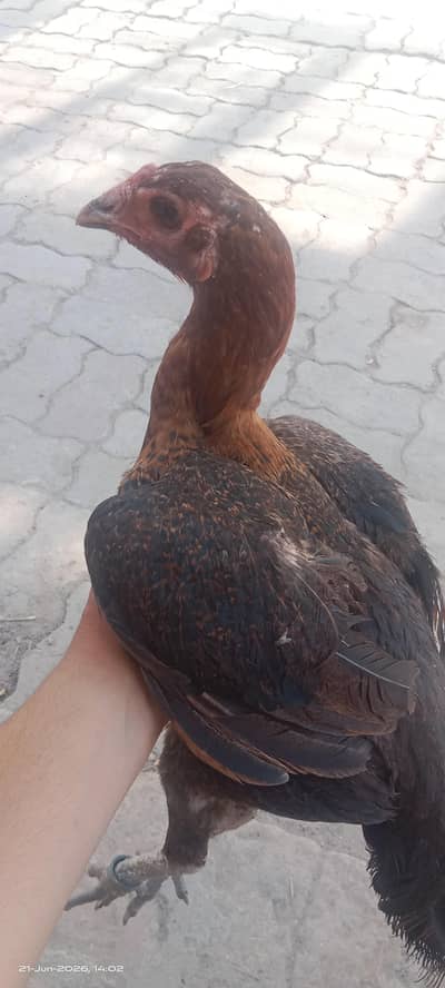 Burmi female for sale
