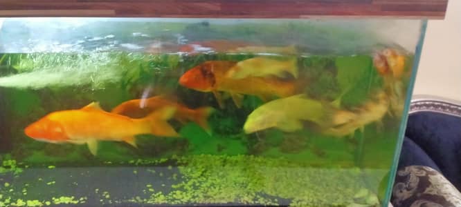 aquarium with giant size fishes