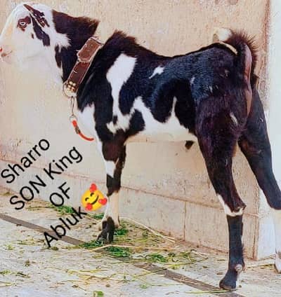  Healthy Male Tedi Bakra – Excellent Body Structure