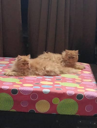 Peki face kittens for sale