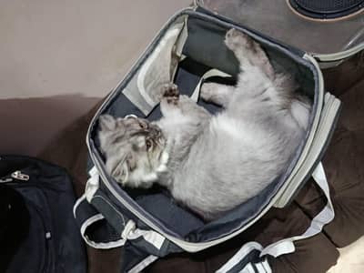 persian cat