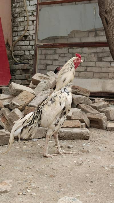 Mianwali Aseel Cheenna for sale