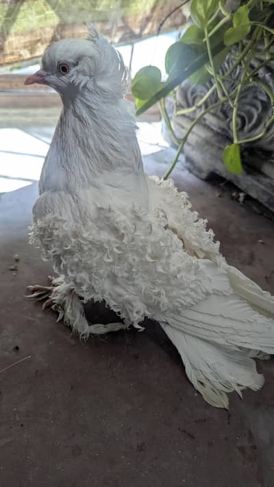 Premium White Frill Back Pigeon – Healthy & Pure Breed