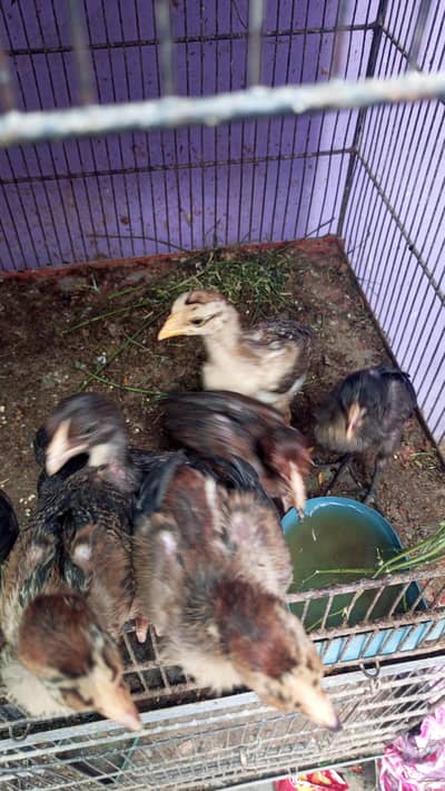 aseel chicks