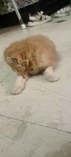cate pets 4