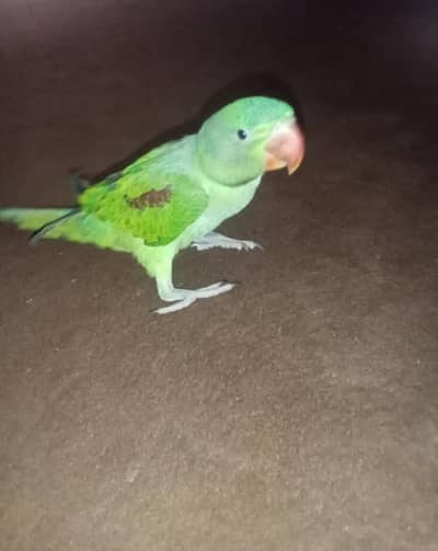 Raw Parrot
