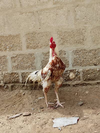 Aseel Murga For Sale