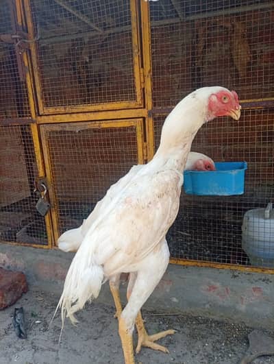 Top Quality OH SHamo Pair For Sale