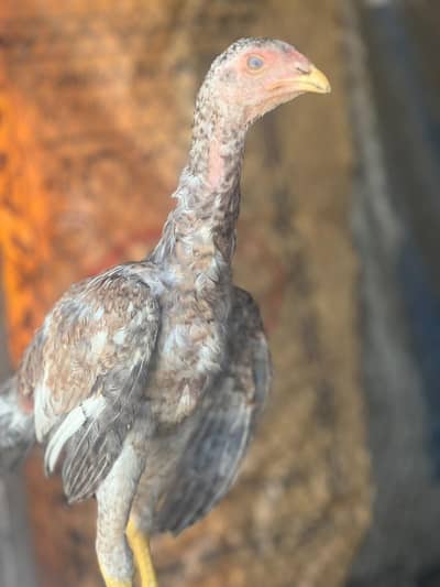 Shamo aseel healthy and active chicks for sale
