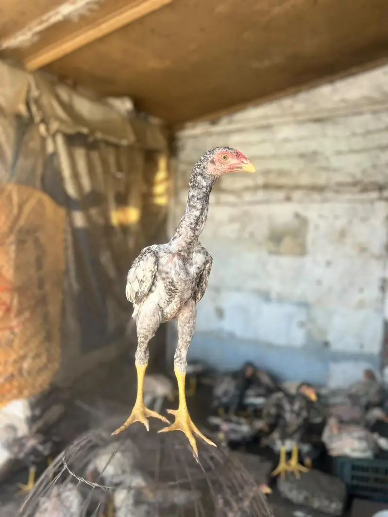 Shamo aseel healthy and active chicks for sale — photo 2
