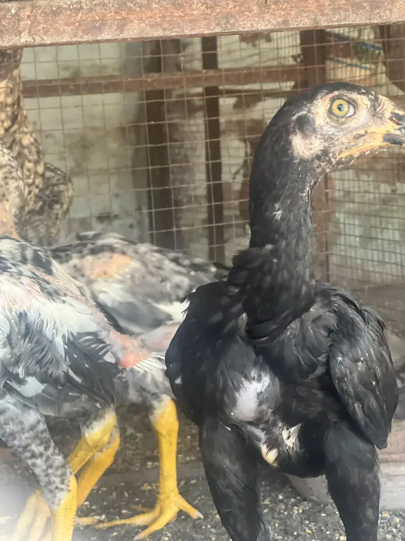 Shamo aseel healthy and active chicks for sale — photo 4