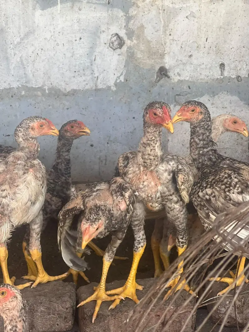 Shamo aseel healthy and active chicks for sale — photo 5