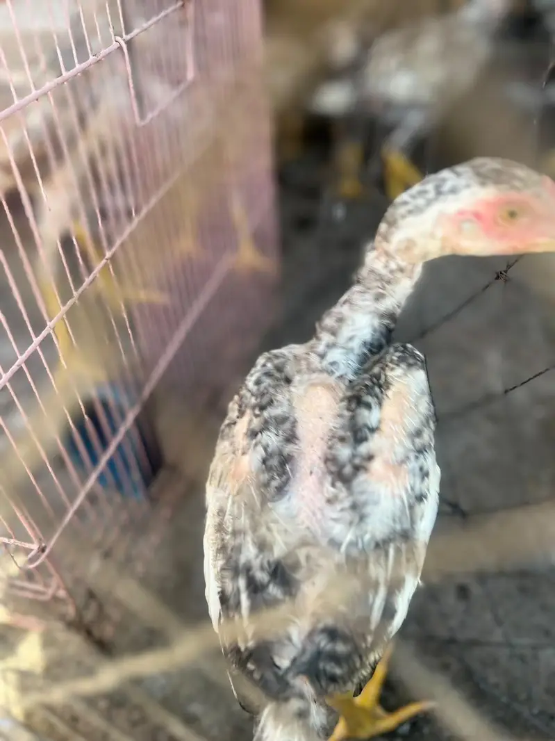 Shamo aseel healthy and active chicks for sale — photo 6