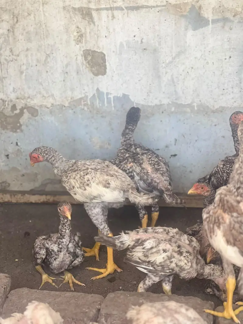 Shamo aseel healthy and active chicks for sale — photo 7