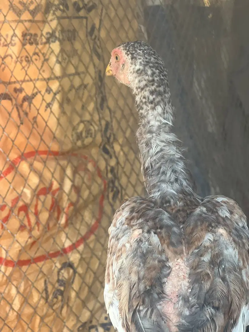 Shamo aseel healthy and active chicks for sale — photo 8