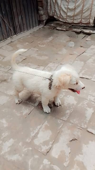 Dad max sun lucky