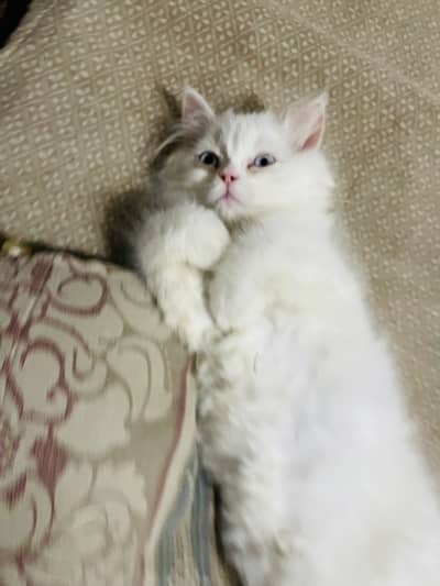 Triple coat kitten blue eyes