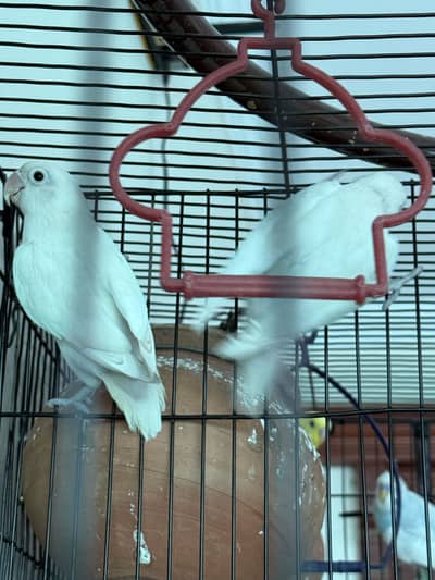 1 pair lovebird 2 pairs australian 1 large cage 2portion cage