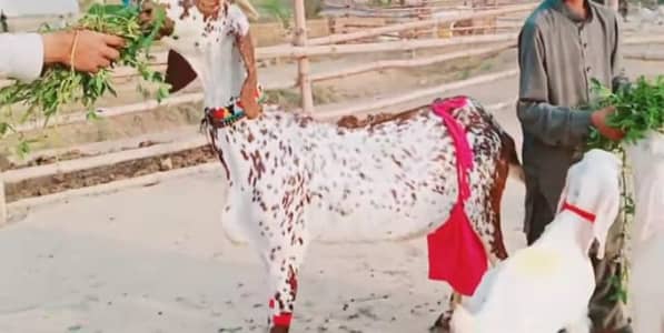 3 bacchon wali makkhi China bakra call 03225280183