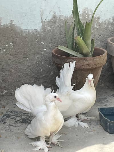 English pigeon pure Lucky
