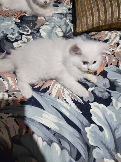persian cat kitten for sale healthy and active